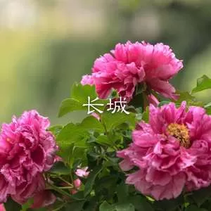 长城(抖音版)