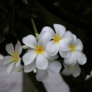 ลั่นทม (เพลงประกอบละคร หอมกลิ่นความรัก) (cover: Cocktail)
