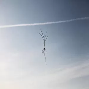 无根草(粤语女版)