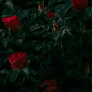 忘不掉的你