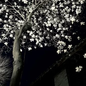 琵琶行(幻大唐盛夜版)