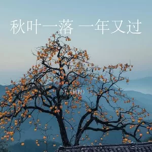 秋叶一落 一年又过