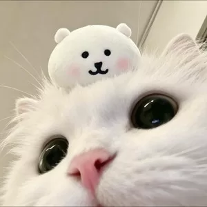 可爱颂(猪咪版)