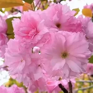 粉红色的回忆 (cover: 韩宝仪)