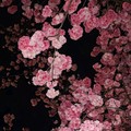 夜雨